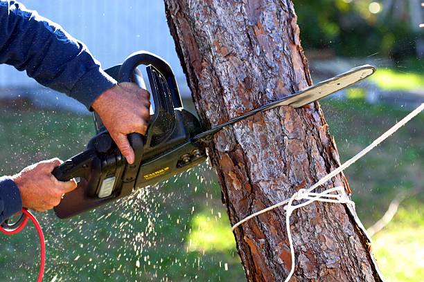 Best Arborist Consultation Services  in Lac Du Flambeau, WI